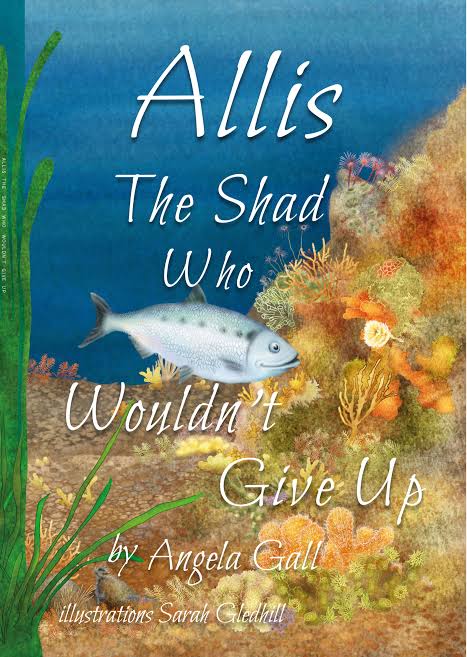Allis the Shad who wouldn't Give up