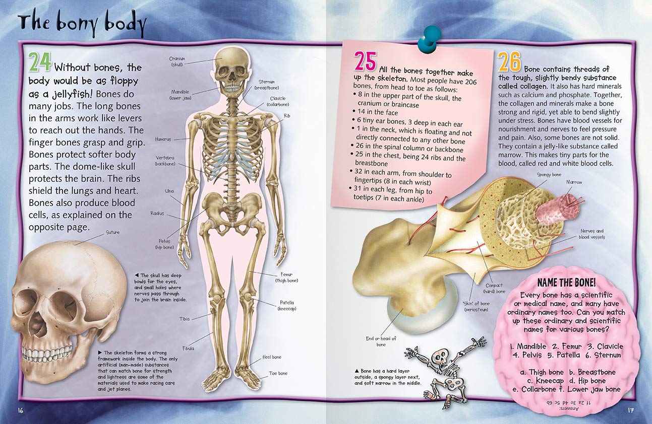 100 Facts - Human Body