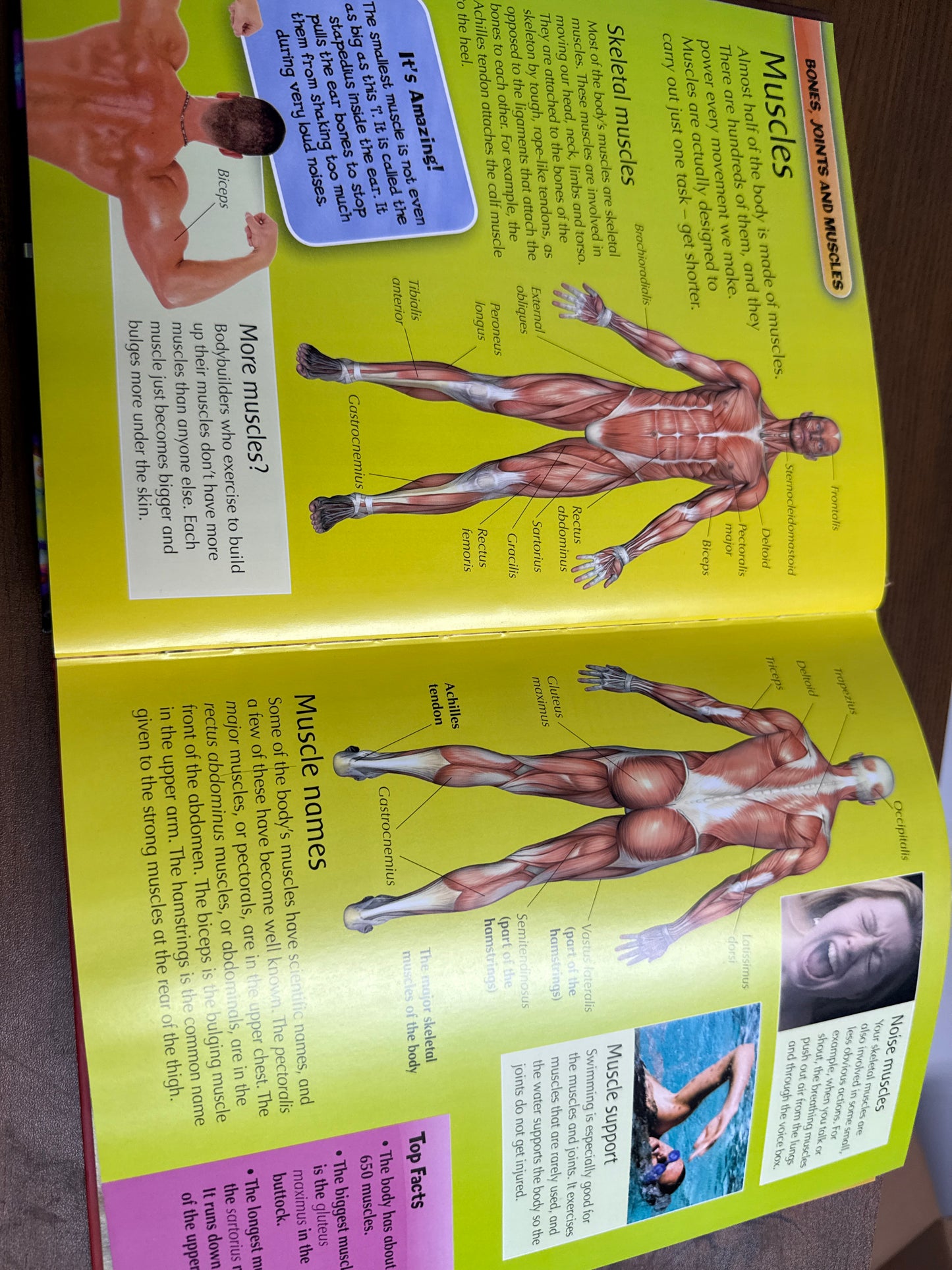 Children's Human Body Encyclopedia