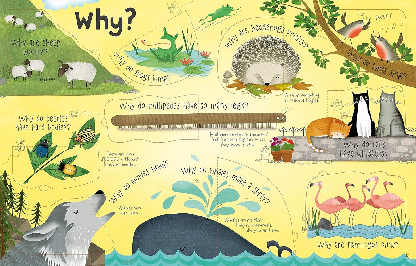 Lift-the-flap Questions and Answers about Animals