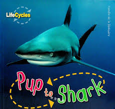 Pup to Shark