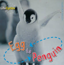 Egg to Penguin Lifecycles