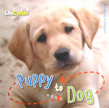 Puppy to Dog