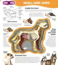 Uncover Dog