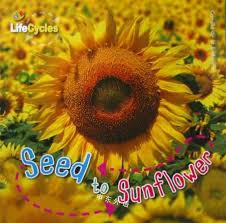 Seed to Sunflower